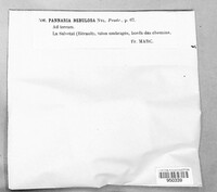 Fuscopannaria nebulosa image